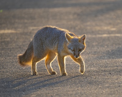 Brown fox in gray walk on the beach during the day
